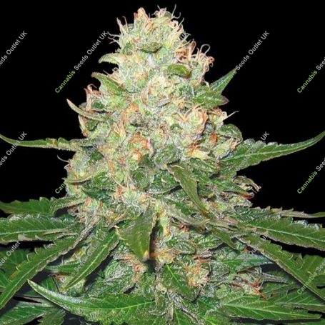 Rocklock Feminized Marijuana Strain by DNA Genetics For Sale Online at Cannabis Seeds Outlet