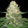 Rocklock Feminized Marijuana Strain by DNA Genetics For Sale Online at Cannabis Seeds Outlet