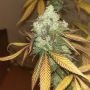 DNA Genetics R.K.S. Smoke Buds Weed Ganja Skunk Dope Pot Images Pics Nuggets