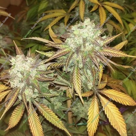R.K.S. Feminized Marijuana Strain by DNA Genetics For Sale Online at Cannabis Seeds Outlet
