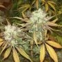 R.K.S. Feminized Marijuana Strain by DNA Genetics For Sale Online at Cannabis Seeds Outlet