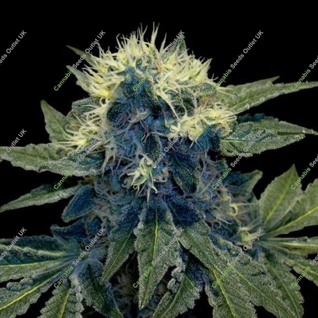 Sharksbreath Feminized Marijuana Strain by DNA Genetics For Sale Online at Cannabis Seeds Outlet