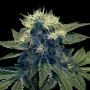 Sharksbreath Feminized Marijuana Strain by DNA Genetics For Sale Online at Cannabis Seeds Outlet