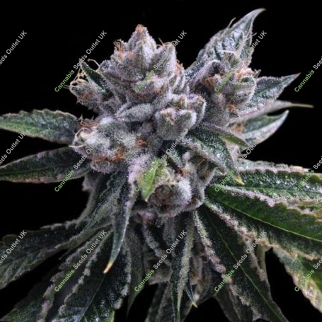 El Fuego Auto Feminized Marijuana Strain by DNA Genetics For Sale Online at Cannabis Seeds Outlet
