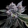 El Fuego Auto Feminized Marijuana Strain by DNA Genetics For Sale Online at Cannabis Seeds Outlet