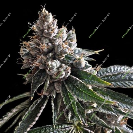 Golden Lemons Feminized Marijuana Strain by DNA Genetics For Sale Online at Cannabis Seeds Outlet