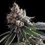 Golden Lemons Feminized Marijuana Strain by DNA Genetics For Sale Online at Cannabis Seeds Outlet