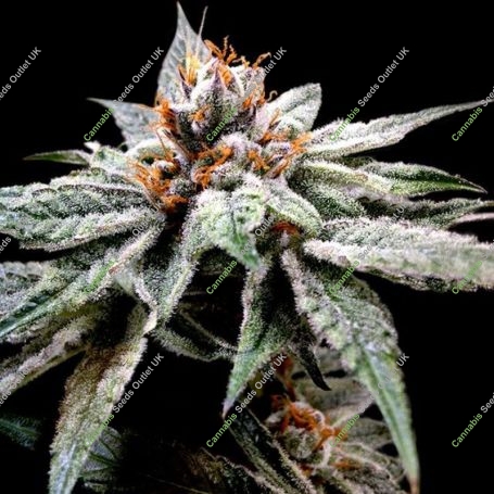 DJs Gold Feminized Marijuana Strain by DNA Genetics For Sale Online at Cannabis Seeds Outlet