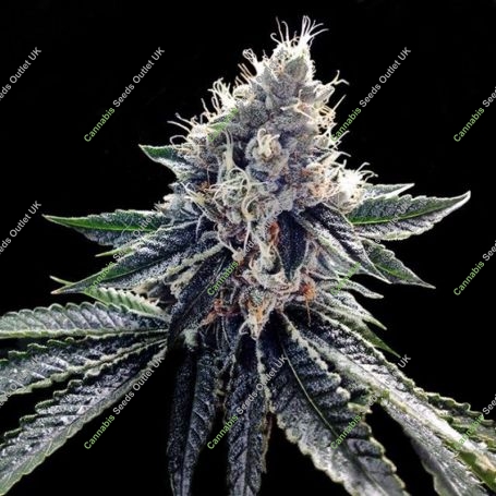 Sour Kosher Feminized Marijuana Strain by DNA Genetics For Sale Online at Cannabis Seeds Outlet