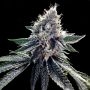 Sour Kosher Feminized Marijuana Strain by DNA Genetics For Sale Online at Cannabis Seeds Outlet