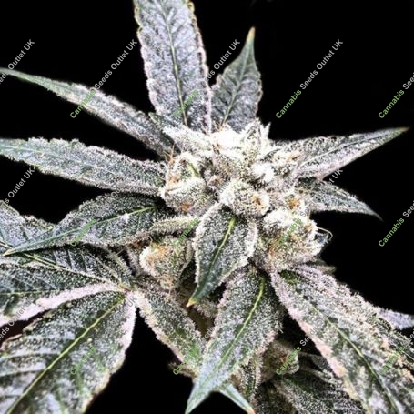 Golden Berry Feminized Marijuana Strain by DNA Genetics For Sale Online at Cannabis Seeds Outlet