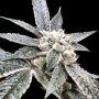 Golden Berry Feminized Marijuana Strain by DNA Genetics For Sale Online at Cannabis Seeds Outlet