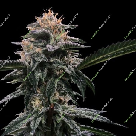 Banana Sorbet Feminized Marijuana Strain by DNA Genetics For Sale Online at Cannabis Seeds Outlet
