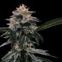 Banana Sorbet Feminized Marijuana Strain by DNA Genetics For Sale Online at Cannabis Seeds Outlet