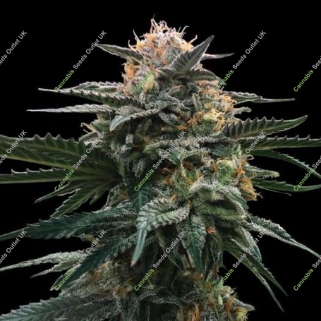Blood Orange Sorbet Feminized Marijuana Strain by DNA Genetics For Sale Online at Cannabis Seeds Outlet