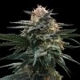 Blood Orange Sorbet Feminized Marijuana Strain by DNA Genetics For Sale Online at Cannabis Seeds Outlet