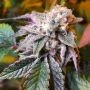 DNA Genetics Double Stuffed Sorbet Smoke Buds Weed Ganja Skunk Dope Pot Images Pics Nuggets