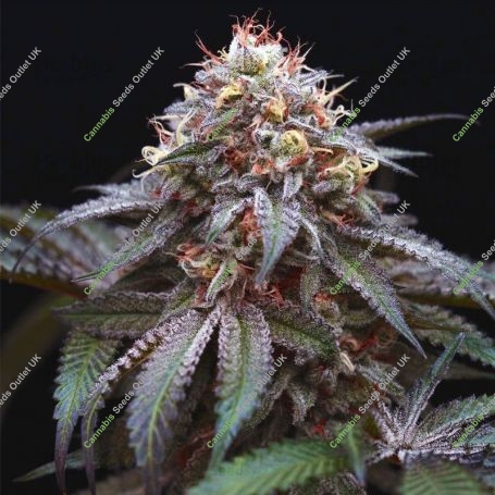 Double Stuffed Sorbet Feminized Marijuana Strain by DNA Genetics For Sale Online at Cannabis Seeds Outlet
