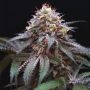 Double Stuffed Sorbet Feminized Marijuana Strain by DNA Genetics For Sale Online at Cannabis Seeds Outlet