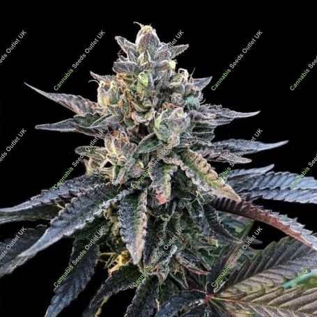 Gelato Sorbet Feminized Marijuana Strain by DNA Genetics For Sale Online at Cannabis Seeds Outlet