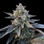Gelato Sorbet Feminized Marijuana Strain by DNA Genetics For Sale Online at Cannabis Seeds Outlet