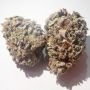 DNA Genetics Gelato Sorbet Smoke Buds Weed Ganja Skunk Dope Pot Images Pics Nuggets
