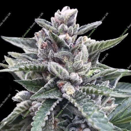 Kosher Sorbet Feminized Marijuana Strain by DNA Genetics For Sale Online at Cannabis Seeds Outlet