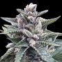 Kosher Sorbet Feminized Marijuana Strain by DNA Genetics For Sale Online at Cannabis Seeds Outlet