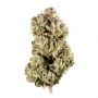 Kosher Sorbet Feminized by DNA Genetics THC Content Potency Strength CBD Height Yield Flowering Time Indica Sativa Genetics