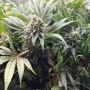 DNA Genetics Kosher Sorbet Smoke Buds Weed Ganja Skunk Dope Pot Images Pics Nuggets