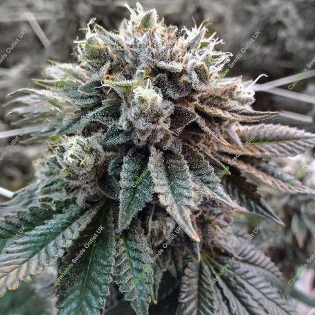 Sorbet No 4 Feminized Marijuana Strain by DNA Genetics For Sale Online at Cannabis Seeds Outlet