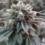 Sorbet No 4 Feminized Marijuana Strain by DNA Genetics For Sale Online at Cannabis Seeds Outlet