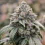 DNA Genetics Sorbet No 4 Smoke Buds Weed Ganja Skunk Dope Pot Images Pics Nuggets