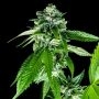 Sorbet Dreams Feminized Marijuana Strain by DNA Genetics For Sale Online at Cannabis Seeds Outlet