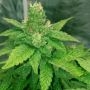 DNA Genetics Sorbet Dreams Smoke Buds Weed Ganja Skunk Dope Pot Images Pics Nuggets