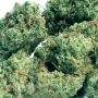 Sorbet Dreams Feminized by DNA Genetics THC Content Potency Strength CBD Height Yield Flowering Time Indica Sativa Genetics