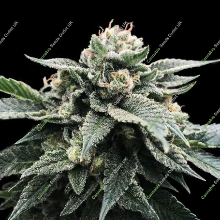 Sorbet Stash Feminized Marijuana Strain by DNA Genetics For Sale Online at Cannabis Seeds Outlet
