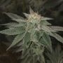 DNA Genetics Sorbet Stash Smoke Buds Weed Ganja Skunk Dope Pot Images Pics Nuggets
