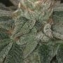 Sorbet Stash Feminized by DNA Genetics THC Content Potency Strength CBD Height Yield Flowering Time Indica Sativa Genetics