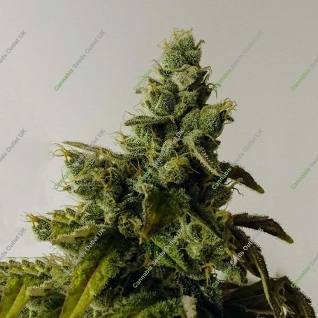 Sour Sorbet Feminized Marijuana Strain by DNA Genetics For Sale Online at Cannabis Seeds Outlet