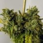 DNA Genetics Sour Sorbet Smoke Buds Weed Ganja Skunk Dope Pot Images Pics Nuggets