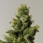 Sour Sorbet Feminized by DNA Genetics THC Content Potency Strength CBD Height Yield Flowering Time Indica Sativa Genetics