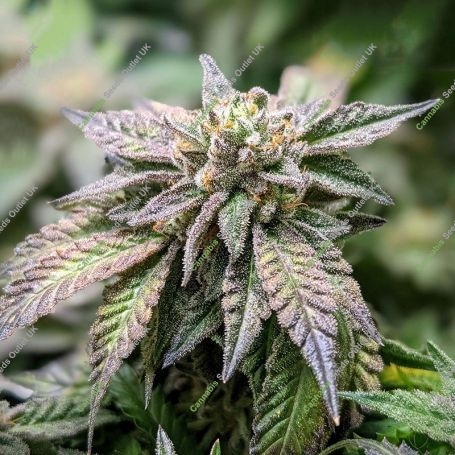 Bakers Delight Feminized Marijuana Strain by DNA Genetics For Sale Online at Cannabis Seeds Outlet