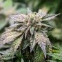 Bakers Delight Feminized Marijuana Strain by DNA Genetics For Sale Online at Cannabis Seeds Outlet