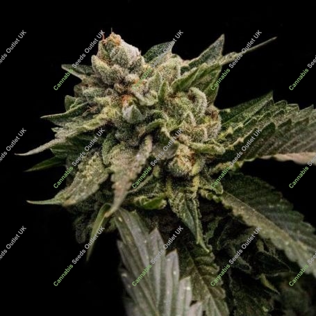 Strawberry Sorbet Feminized Marijuana Strain by DNA Genetics For Sale Online at Cannabis Seeds Outlet