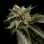 Strawberry Sorbet Feminized Marijuana Strain by DNA Genetics For Sale Online at Cannabis Seeds Outlet