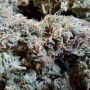 DNA Genetics Strawberry Sorbet Smoke Buds Weed Ganja Skunk Dope Pot Images Pics Nuggets