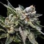 Strawberry Sorbet Feminized by DNA Genetics THC Content Potency Strength CBD Height Yield Flowering Time Indica Sativa Genetics