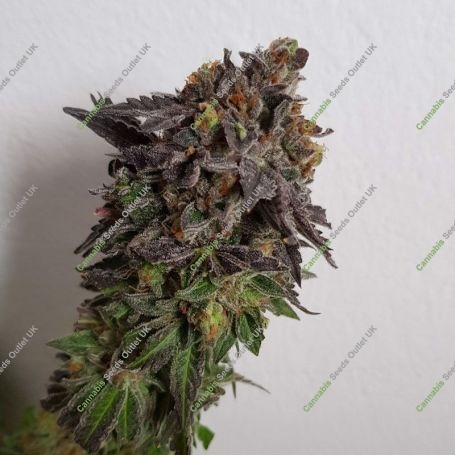 Cannalope Haze Feminized Marijuana Strain by DNA Genetics For Sale Online at Cannabis Seeds Outlet