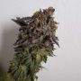 Cannalope Haze Feminized Marijuana Strain by DNA Genetics For Sale Online at Cannabis Seeds Outlet